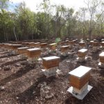 Programa de Naciones Unidas para el Desarrollo (PNUD impulsa en Yucatán proyectos en favor del medio ambiente