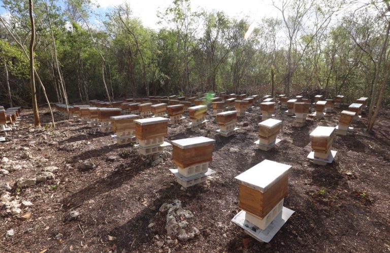 Programa de Naciones Unidas para el Desarrollo (PNUD impulsa en Yucatán proyectos en favor del medio ambiente