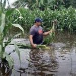 Golpe a los más pobres, el Gobierno Federal no voltea a ver la tragedia del campo yucateco