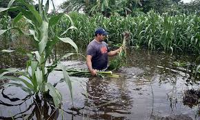 Golpe a los más pobres, el Gobierno Federal no voltea a ver la tragedia del campo yucateco