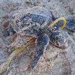 Tormentas en Yucatán dejaron graves afectaciones en los nidos de tortugas