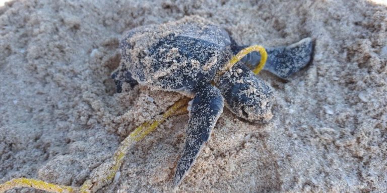 Tormentas en Yucatán dejaron graves afectaciones en los nidos de tortugas