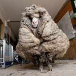 Llevan a Baarack, una oveja vagabunda con 35 kilos de lana, al peluquero
