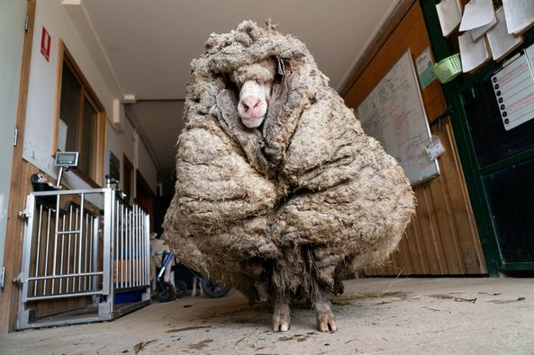 Llevan a Baarack, una oveja vagabunda con 35 kilos de lana, al peluquero