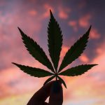 La marihuana ya es legal para usos recreativos