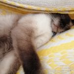 Los gatos, los verdaderos amos en la pandemia