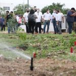 Plantan 216,603 árboles dentro de la Declaración por Mérida 2050