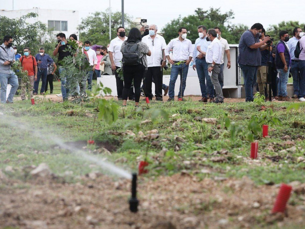 Plantan 216,603 árboles dentro de la Declaración por Mérida 2050