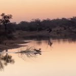 Un antílope “duro de matar”: sobrevive al ataque de hienas e hipopótamos atravesando un lago de cocodrilos