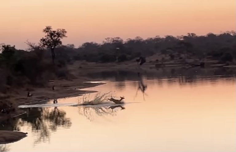 Un antílope “duro de matar”: sobrevive al ataque de hienas e hipopótamos atravesando un lago de cocodrilos