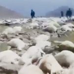 Mueren más de 500 ovejas  alcanzadas por un rayo mientras pastaban en una montaña de Georgia