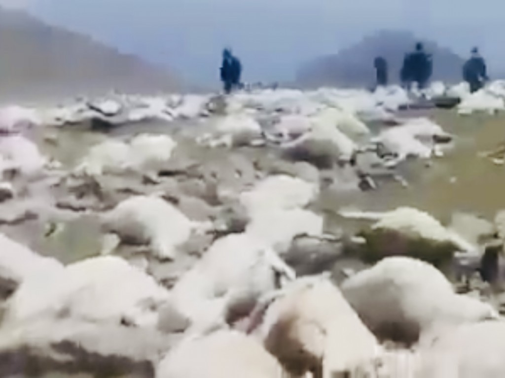 Mueren más de 500 ovejas  alcanzadas por un rayo mientras pastaban en una montaña de Georgia