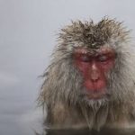 Inédito: en un zoológico de Japón una macaca se vuelve la hembra alfa