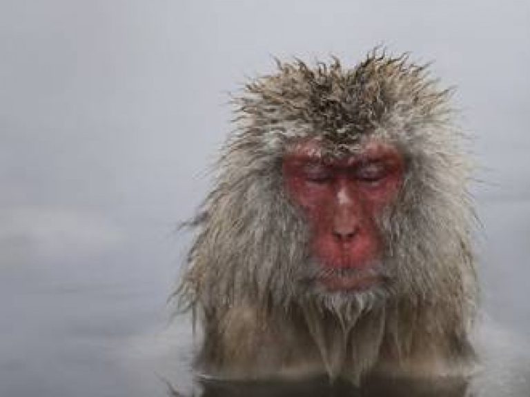 Inédito: en un zoológico de Japón una macaca se vuelve la hembra alfa