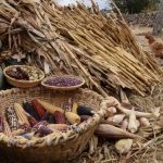 México está lejos de alcanzar la soberanía alimentaria en maíz