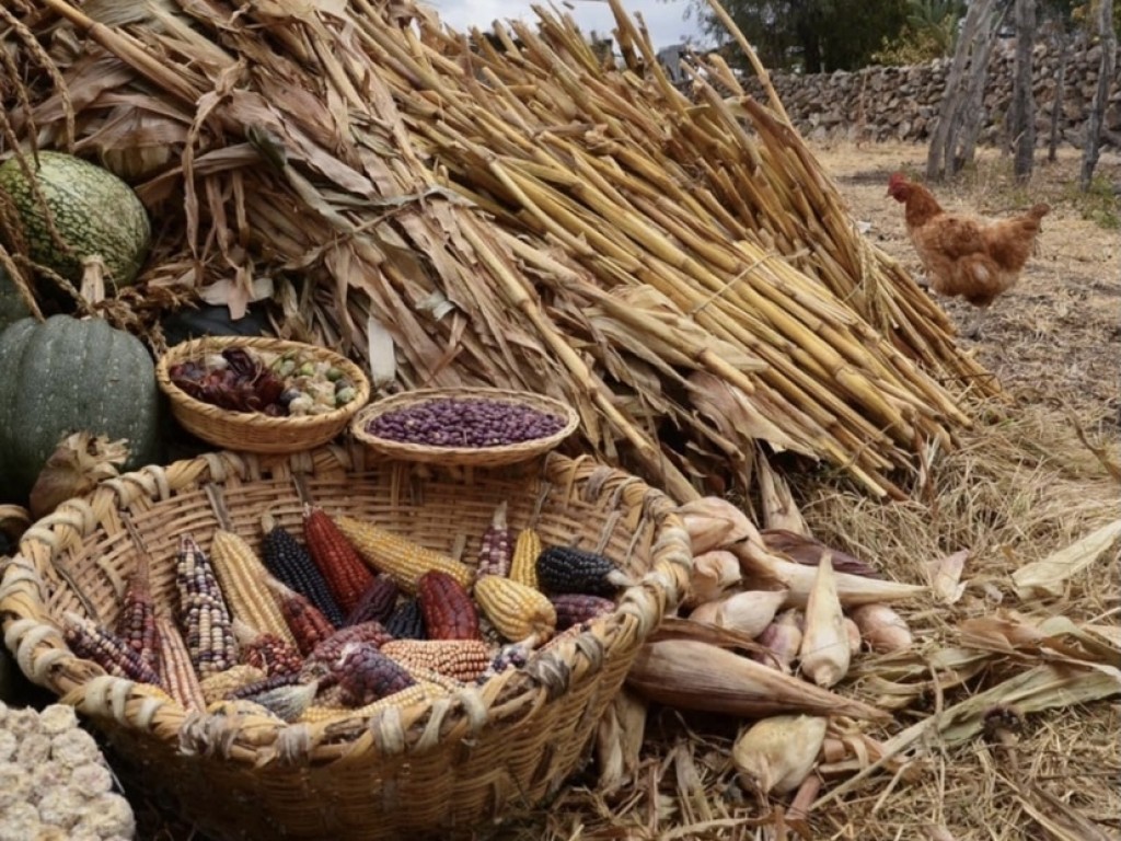 México está lejos de alcanzar la soberanía alimentaria en maíz