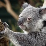 La población de koalas en Australia se redujo 30 por ciento desde 2018