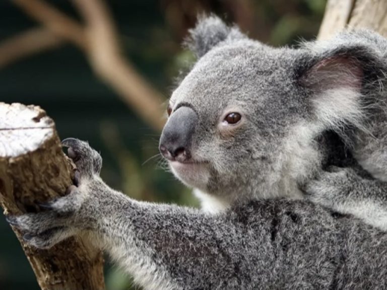 La población de koalas en Australia se redujo 30 por ciento desde 2018