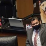 El Senado aprueba la ley que prohíbe el uso de animales en pruebas de cosméticos