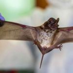 Científicos descubren un virus muy similar al Covid-19 en murciélagos de Laos