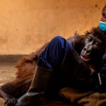 Ndakasi, la gorila más famosa del Congo, murió en brazos de su cuidador