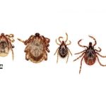 Descubren un nuevo virus en Japón que se transmite por las garrapatas