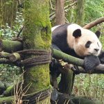 En el Valle de los osos pandas de China: la especie ya no se extingue, se expande