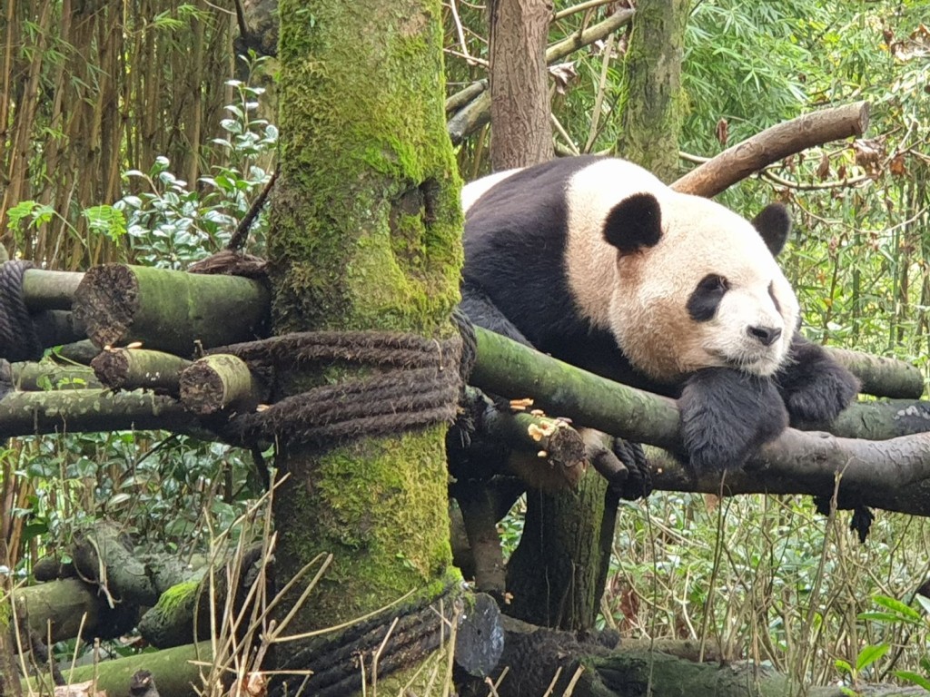 En el Valle de los osos pandas de China: la especie ya no se extingue, se expande