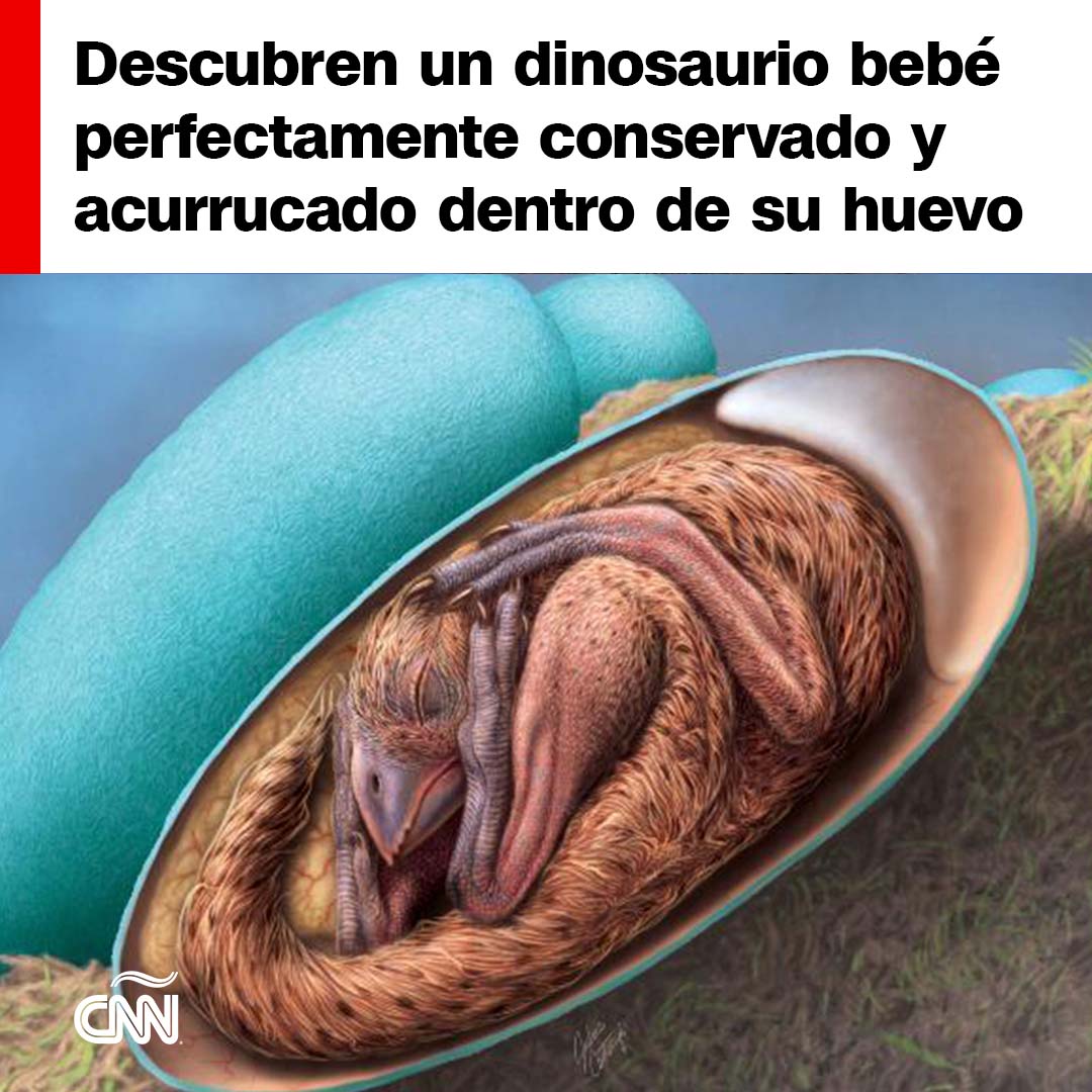 Descubren un dinosaurio bebé perfectamente conservado y acurrucado dentro de su huevo