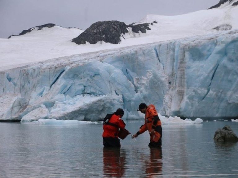 Hallan 77 especies de animales bajo la capa de hielo de la Antártida