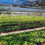 Distribuirán más de 300,000 plantas de achiote entre los productores yucatecos