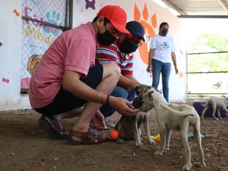 Realizan la primera sesión virtual del Consejo Consultivo de Protección a la Fauna de Mérida