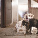 Las mascotas en España serán jurídicamente miembros de la familia