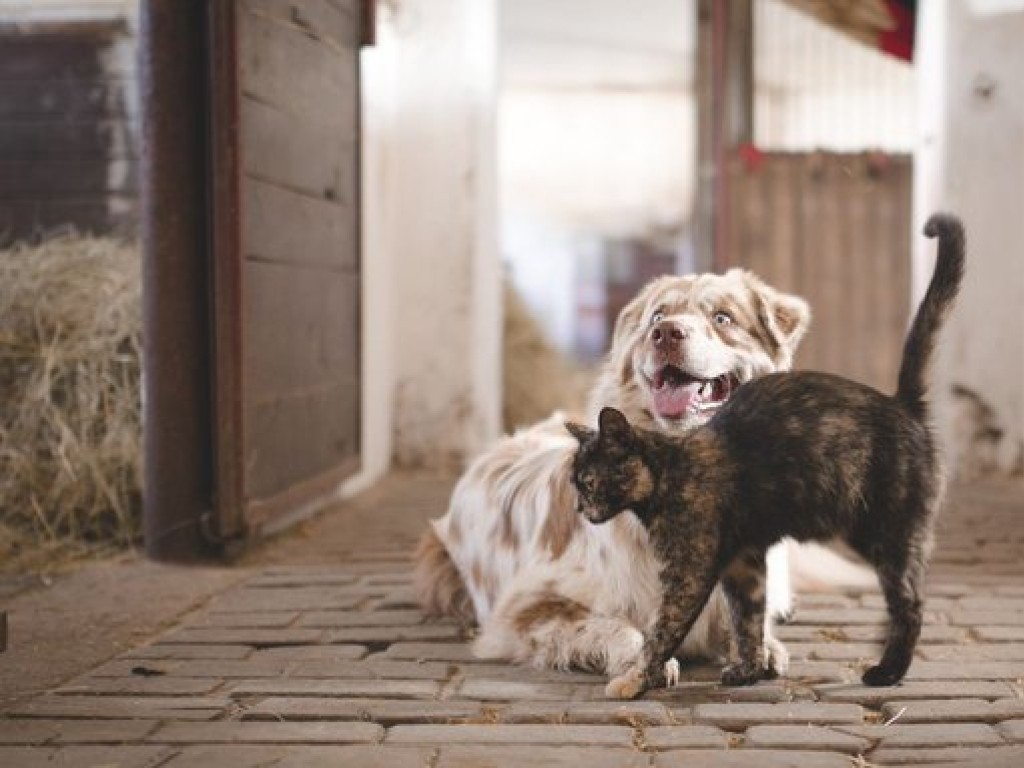 Las mascotas en España serán jurídicamente miembros de la familia