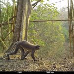 Un mono con ojeras blancas, entre las 224 especies descubiertas en el Mekong