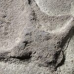 Investigadores descubren pisadas de aves y dinosaurios en Coahuila