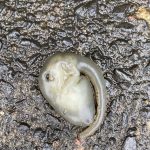 Encuentran un extraño animal de apariencia alienígena en Australia que nadie sabe identificar