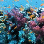 El cambio climático provocaría una extinción masiva en océanos