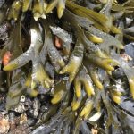 Descubren nuevo biomaterial de origen marino que destruye el SARS-CoV-2