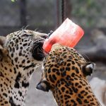 Supervisan rehabilitación en el zoológico Animaya