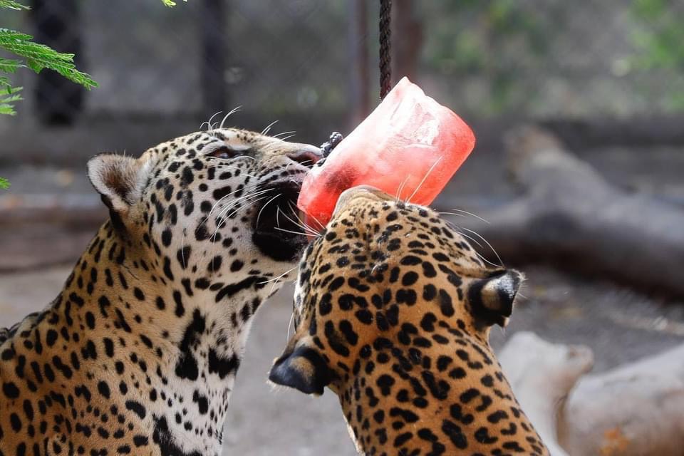 Supervisan rehabilitación en el zoológico Animaya