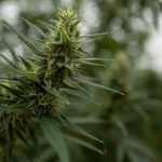 Autorizan a comunidades indígenas de Oaxaca cultivar marihuana y el fumarla en espacios públicos