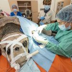 Realizan con éxito cirugía a tortuga marina en zoo de Miami