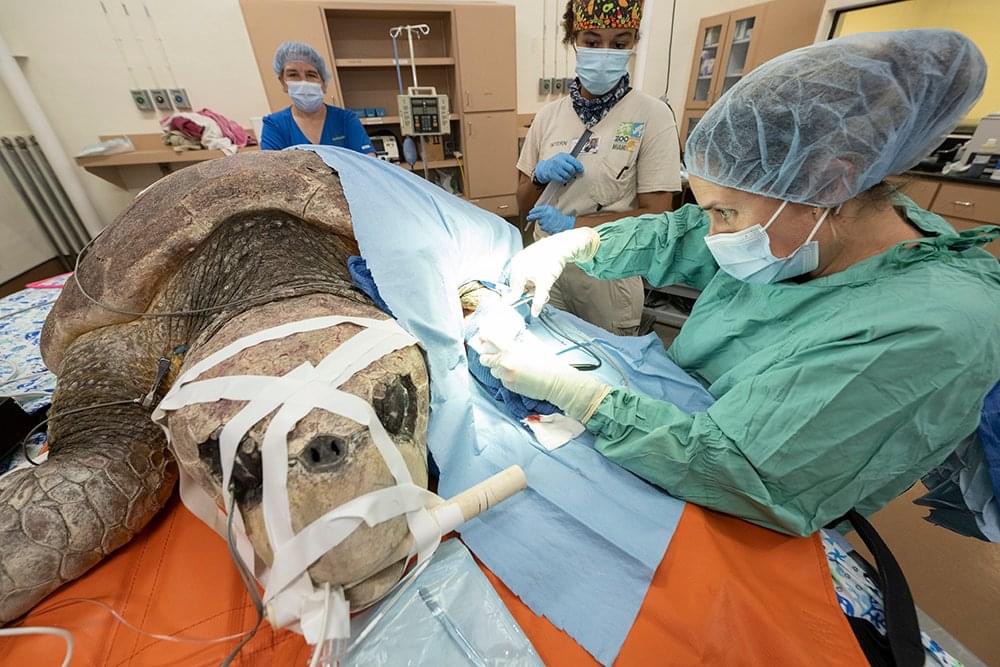 Realizan con éxito cirugía a tortuga marina en zoo de Miami