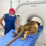 Salva la vida “Kiro”, leoncito africano rescatado en calles de Ecatepec