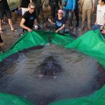 Liberan una mantarraya gigante de 300 kilos en un río de Camboya