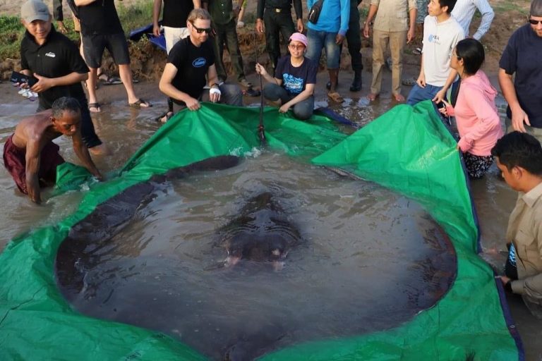 Liberan una mantarraya gigante de 300 kilos en un río de Camboya