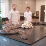 Hallan la pitón más grande jamás encontrada en Florida con los huesos disueltos de su última presa dentro