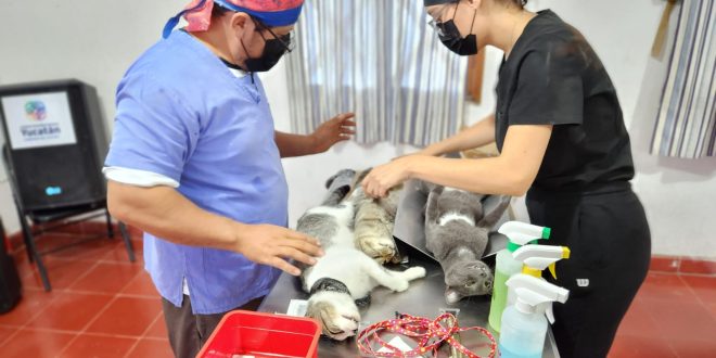 Ayuntamiento de Progreso realiza jornada de esterilización canina y felina en Flamboyanes