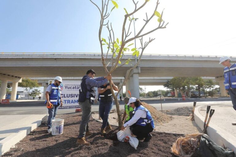 Continúan las acciones de arborización para impulsar un Yucatán más verde y sustentable